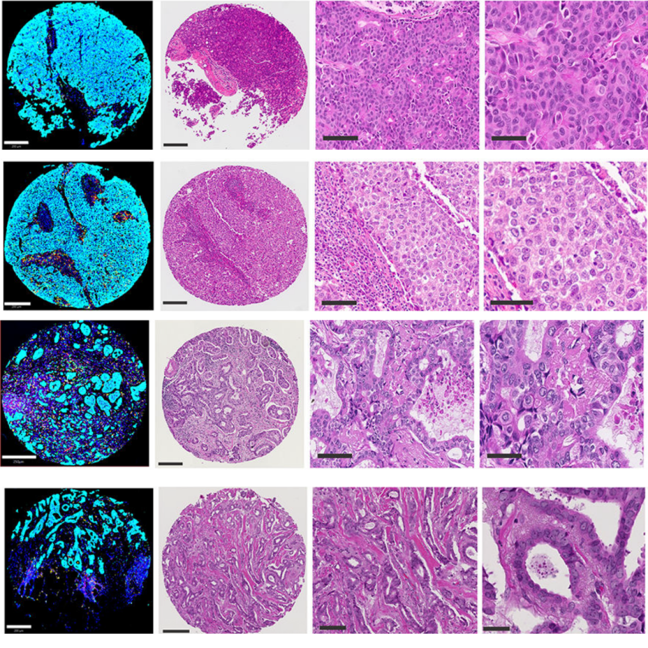 Breast topology Immunofluorescence images