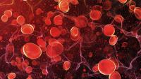 Image of blood cells