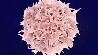 Image of a CAR T Cell