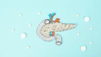 An illustration of the pancreas.