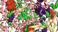 Three-dimensional localization of both established and predicted GOF PIK3CA mutations on the protein’s PDB structure