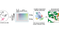Shah & McFaline-Figueroa Groups Publish New Study on SHP2 Mutations. The figure depicts how an array of cells responded to growth factor stimulation as a function of SHP2 mutations.