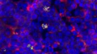 Hematopoietic stem cells (white), which produce all blood cells in the body, seen alongside blood cells (blue and red) in the bone marrow. Photo credit: Brian Heubel, Passegué laboratory, Columbia Stem Cell Initiative.