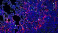 Research image from the Arpaia lab