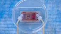 The Organs-on-chip platform with engineered human bone and lung linked by vascular flow that was used to study the spreading of human breast cancer.