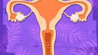 An illustrated image of the female reproductive anatomy