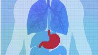 Graphic of a mid-section including the lungs, stomach, liver, and intestines.