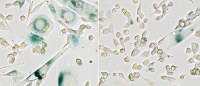research image