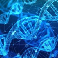 A DNA molecule